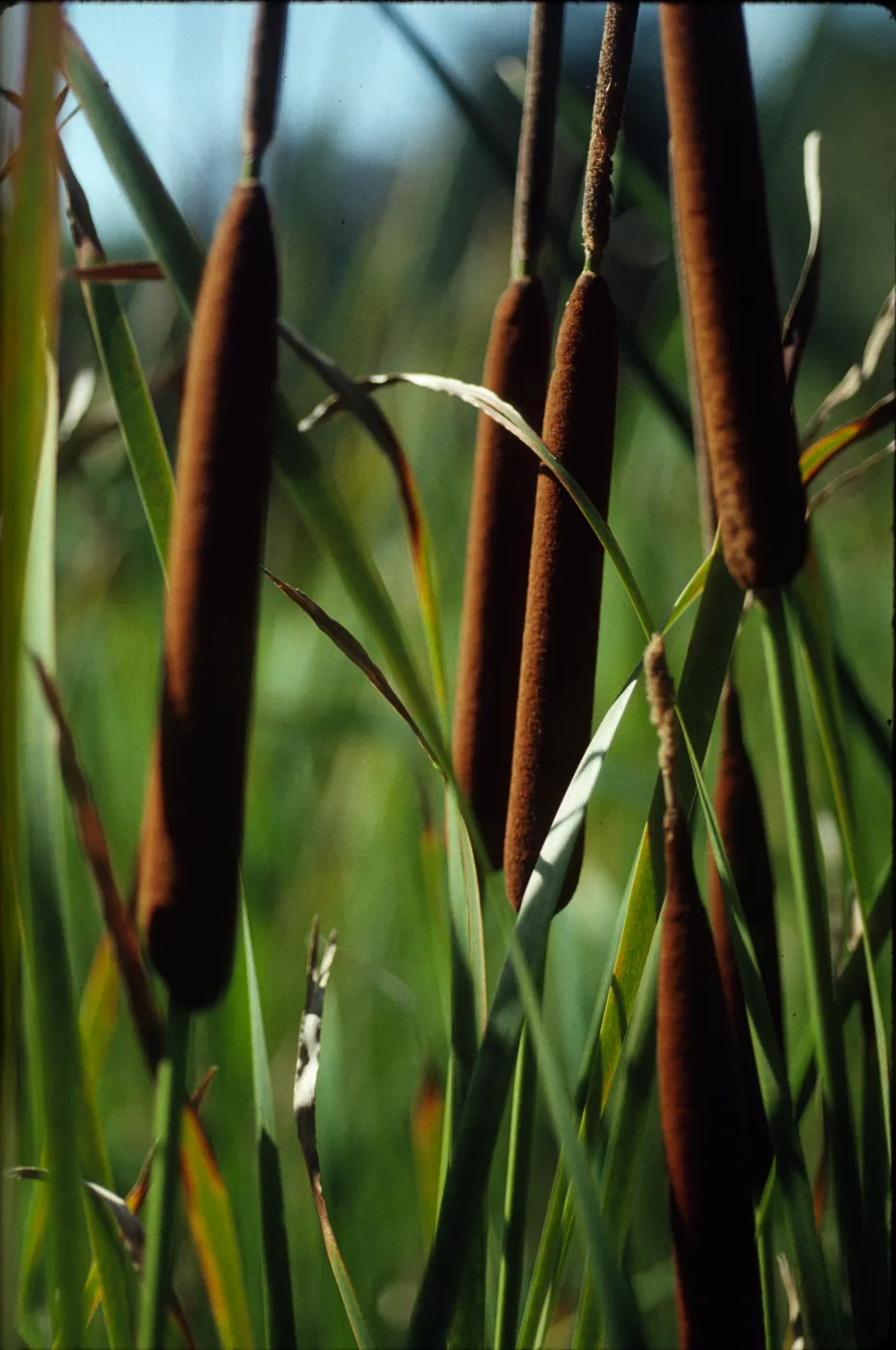 Typha angustifolia