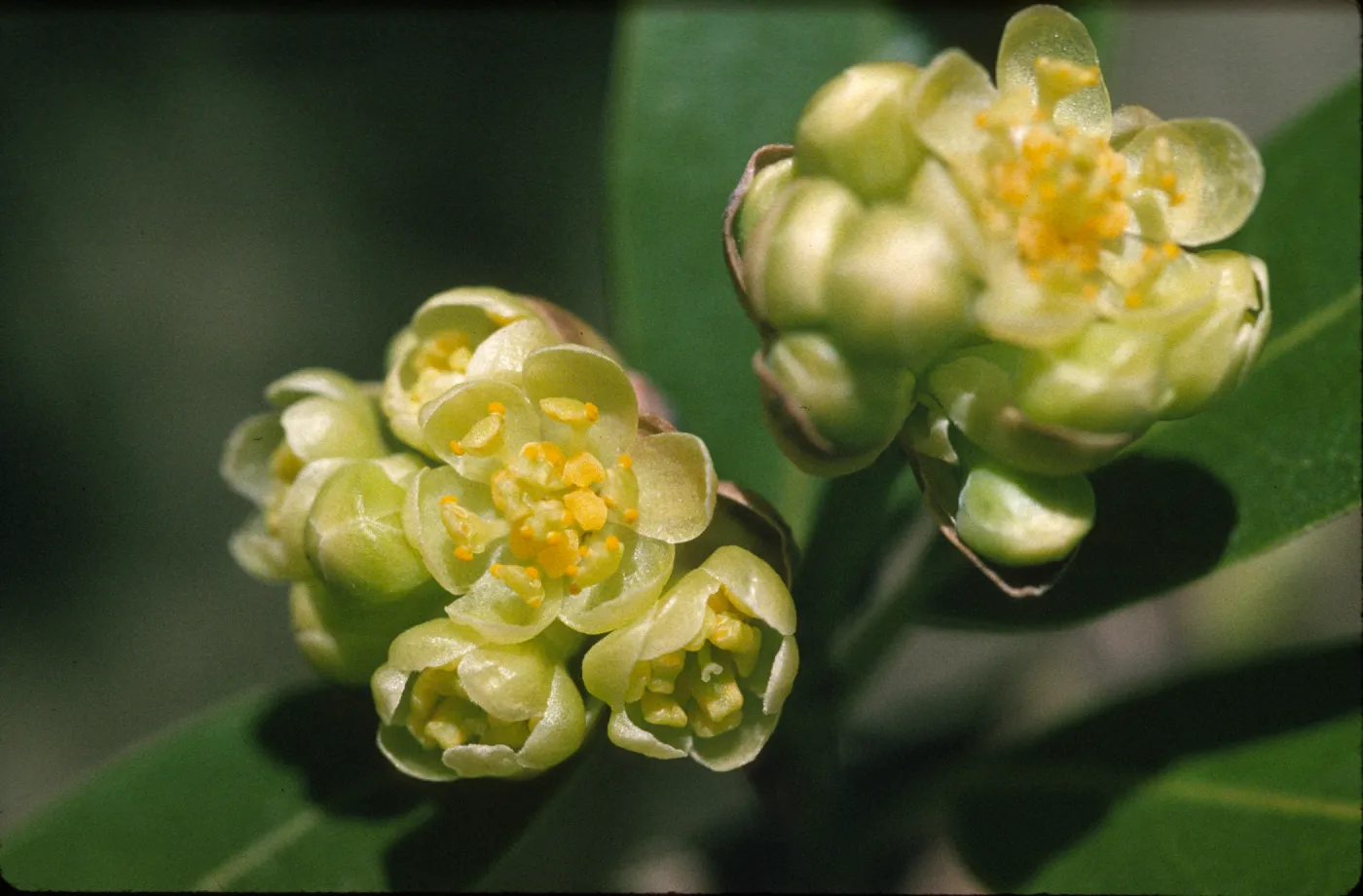 Umbellularia californica