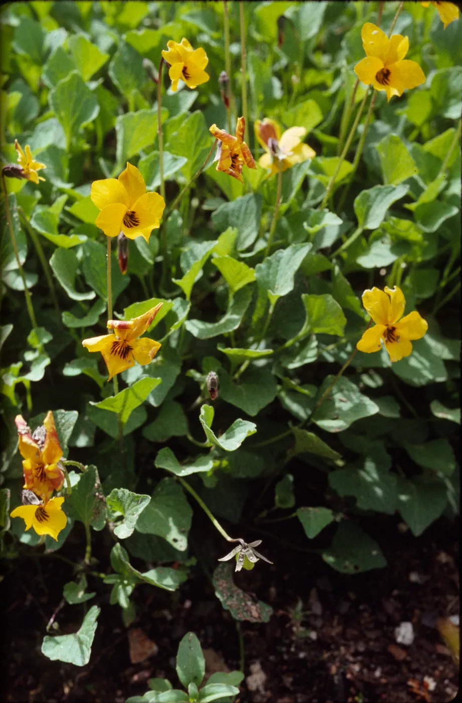 Viola pedunculata