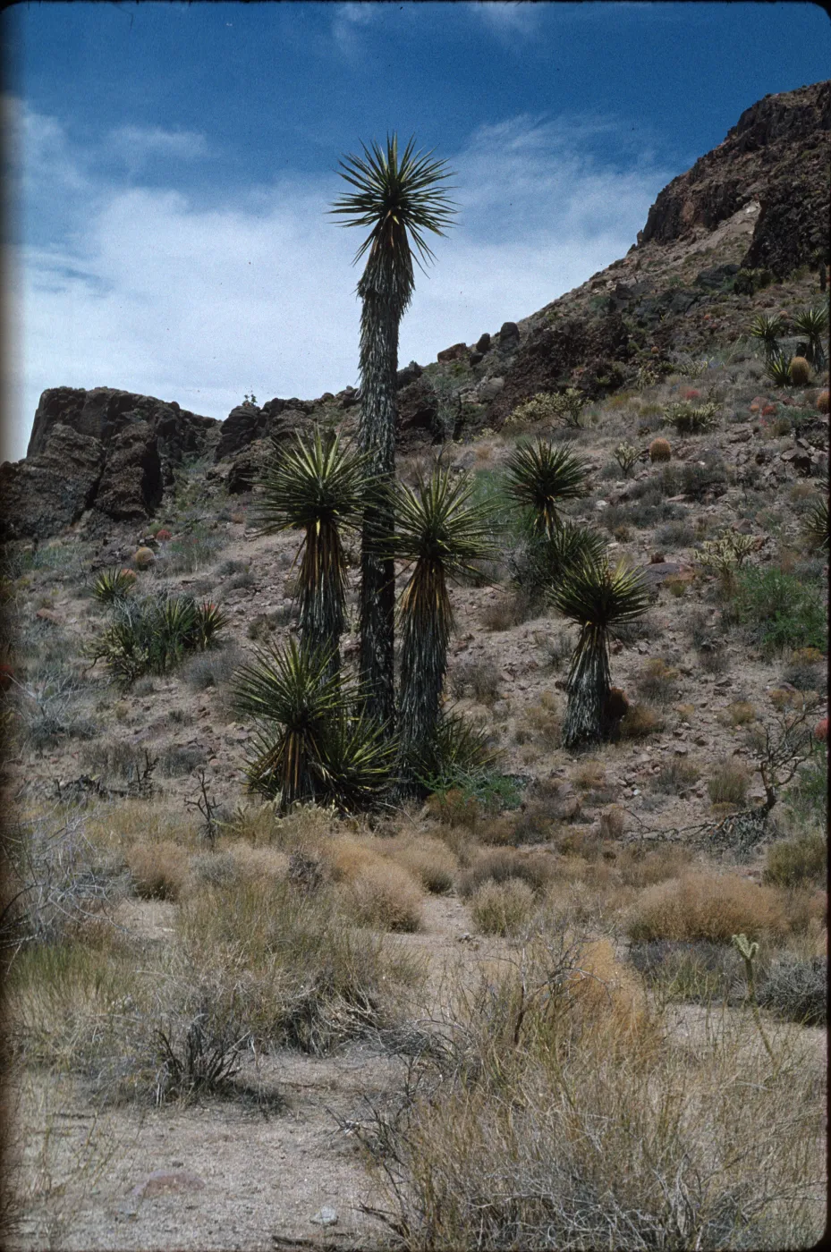 Yucca schidigera