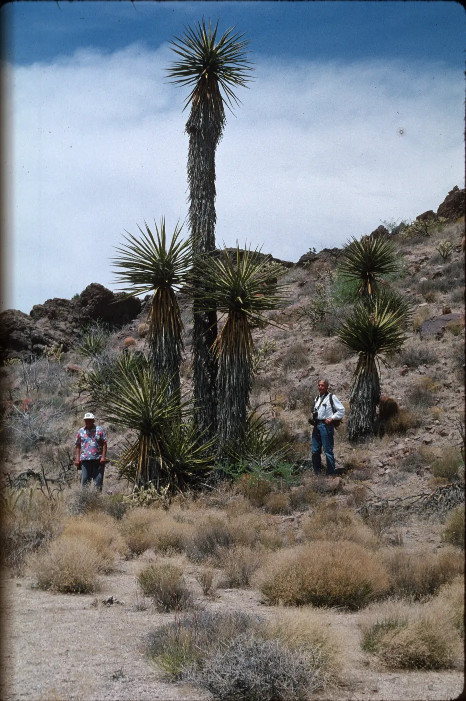 Yucca schidigera