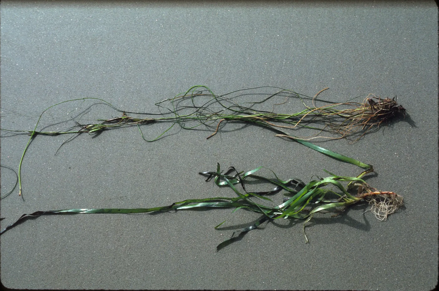 Zostera marina