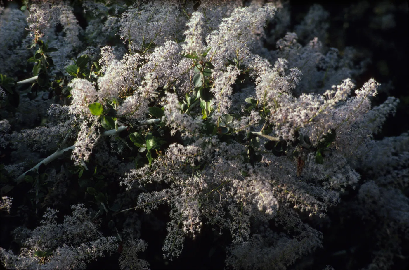 Ceanothus leucodermis