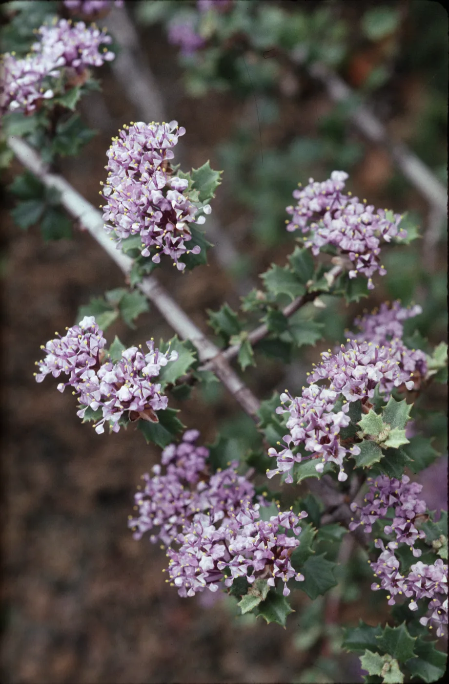Ceanothus divergens