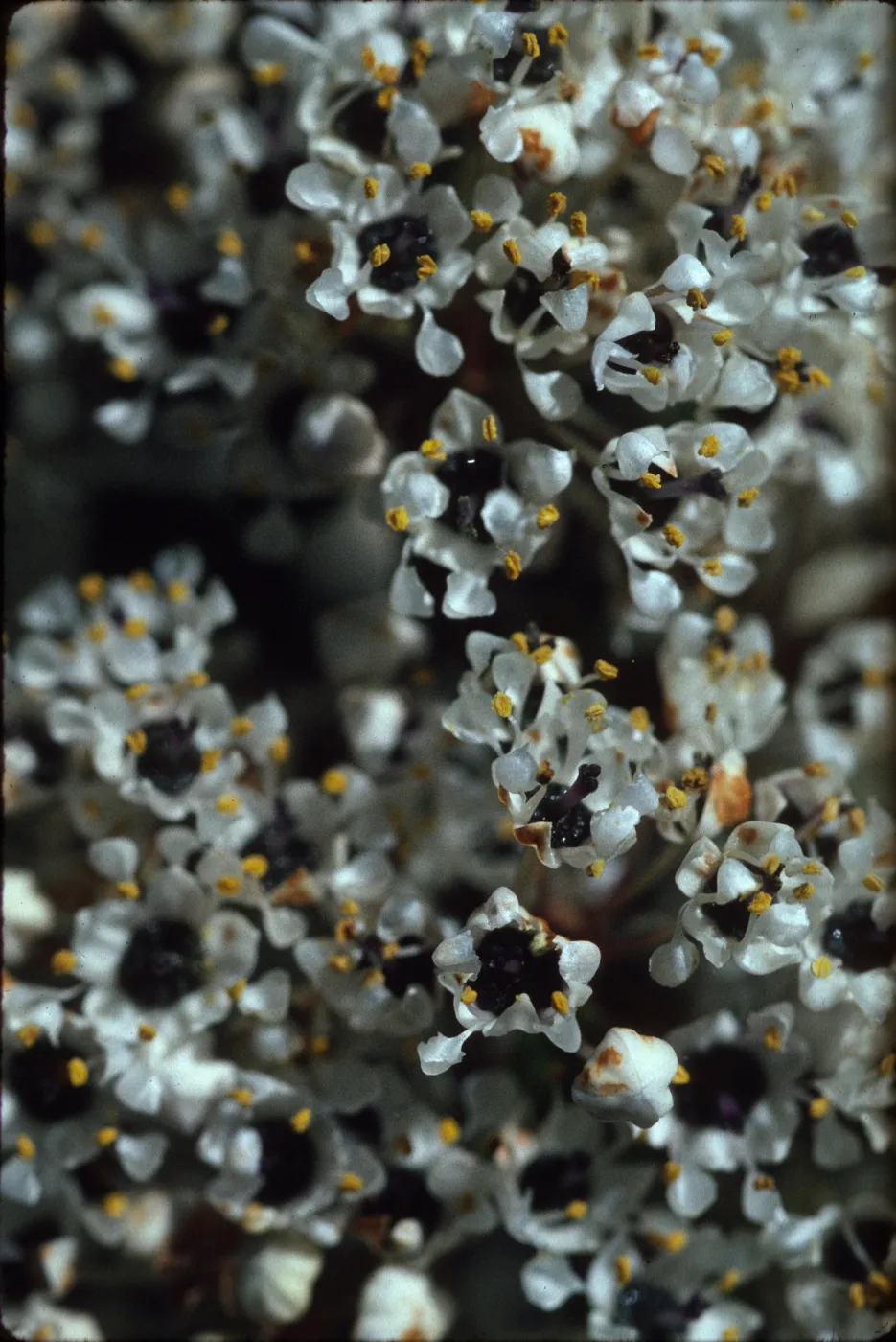 Ceanothus megacarpus