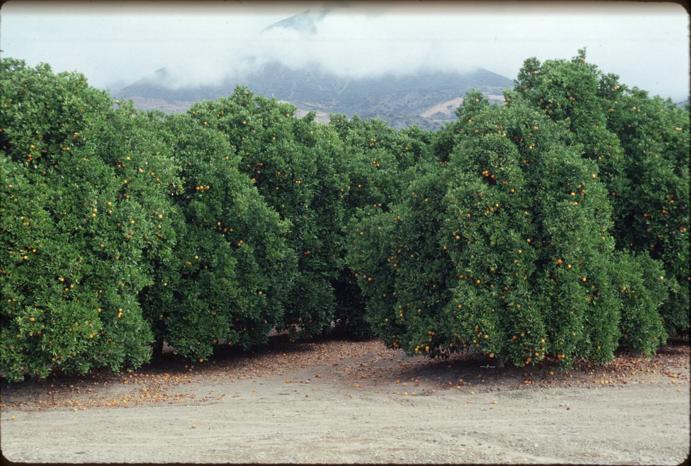 Citrus