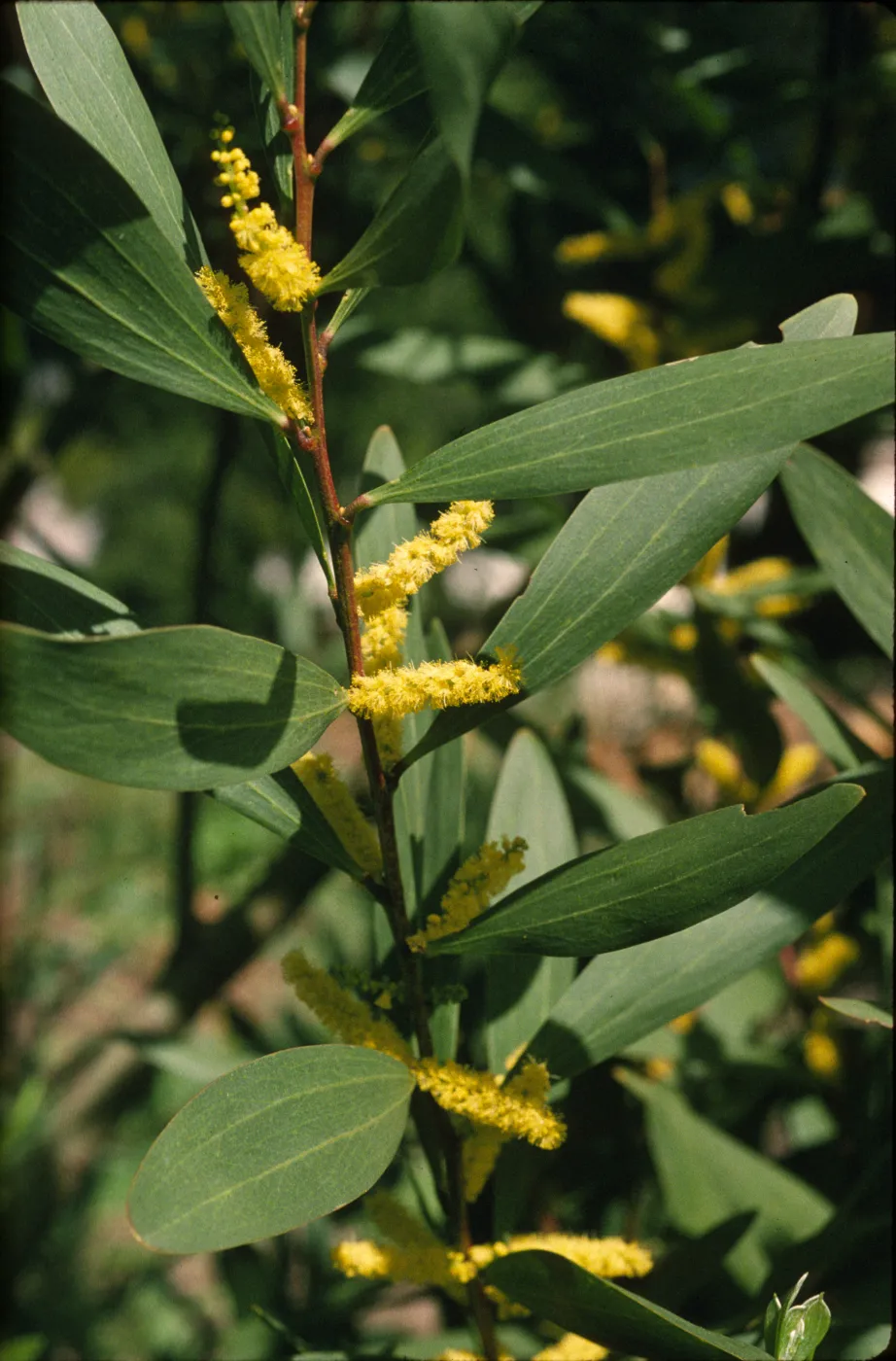 Acacia longifolia
