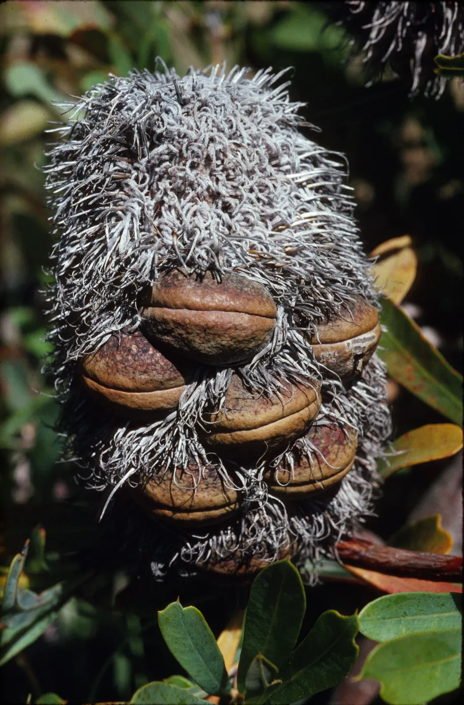 Banksia pilostylis