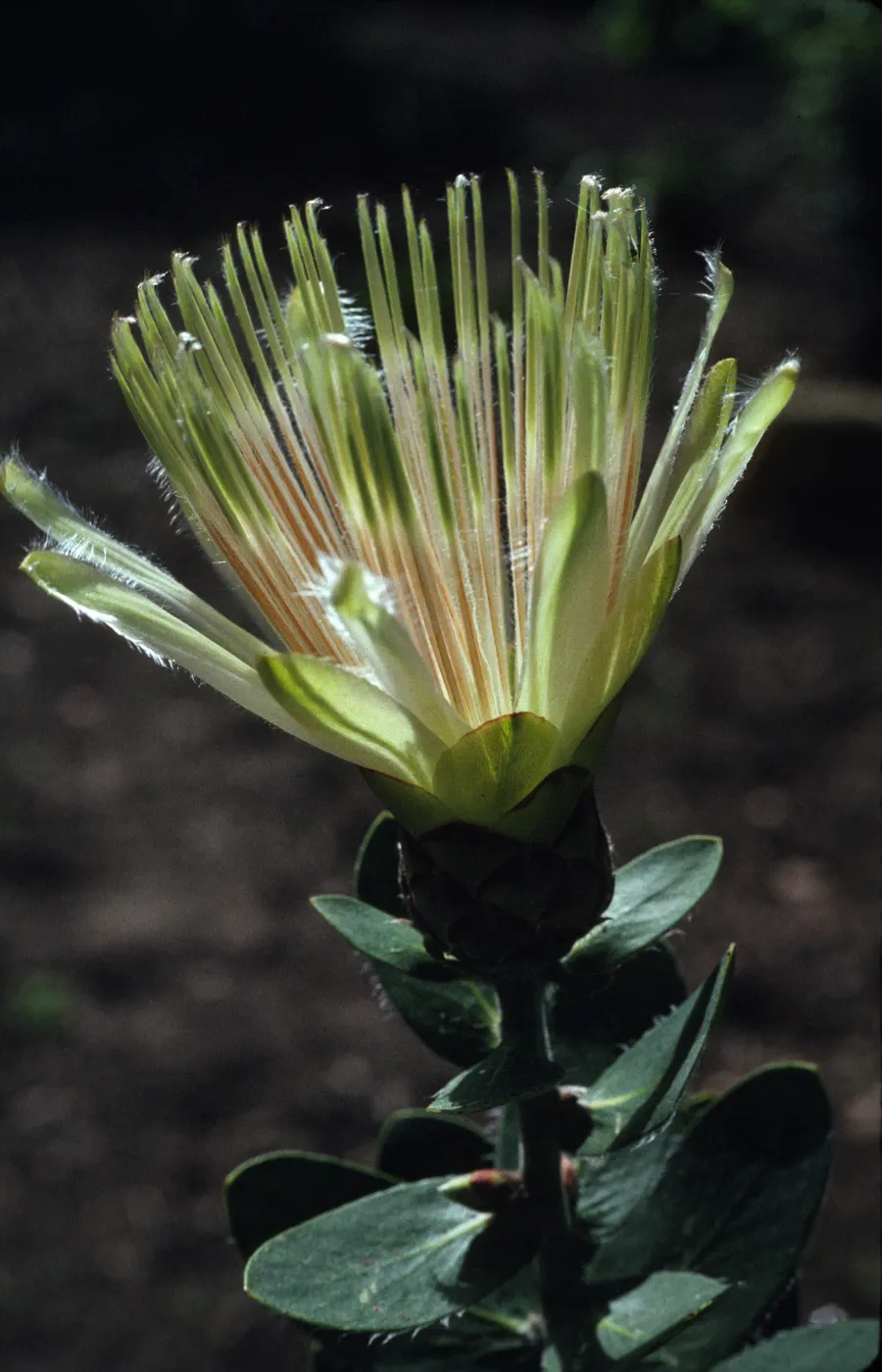 Protea aurea