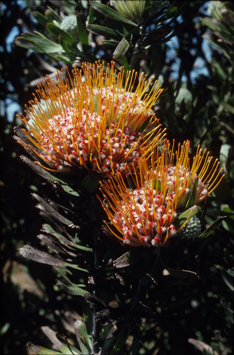 Protea magnifica