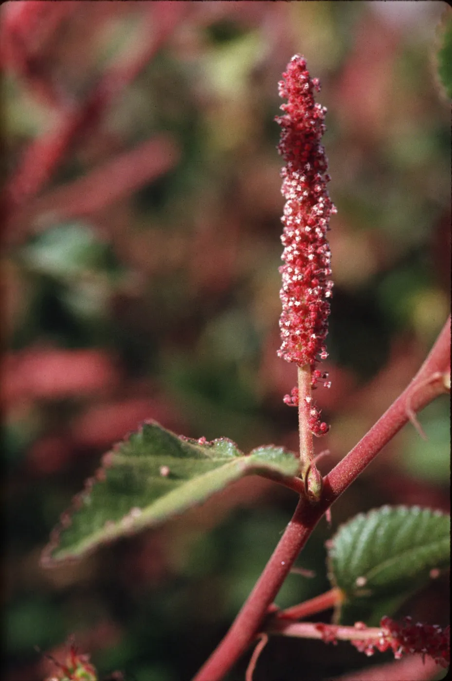 Acalypha, male flower