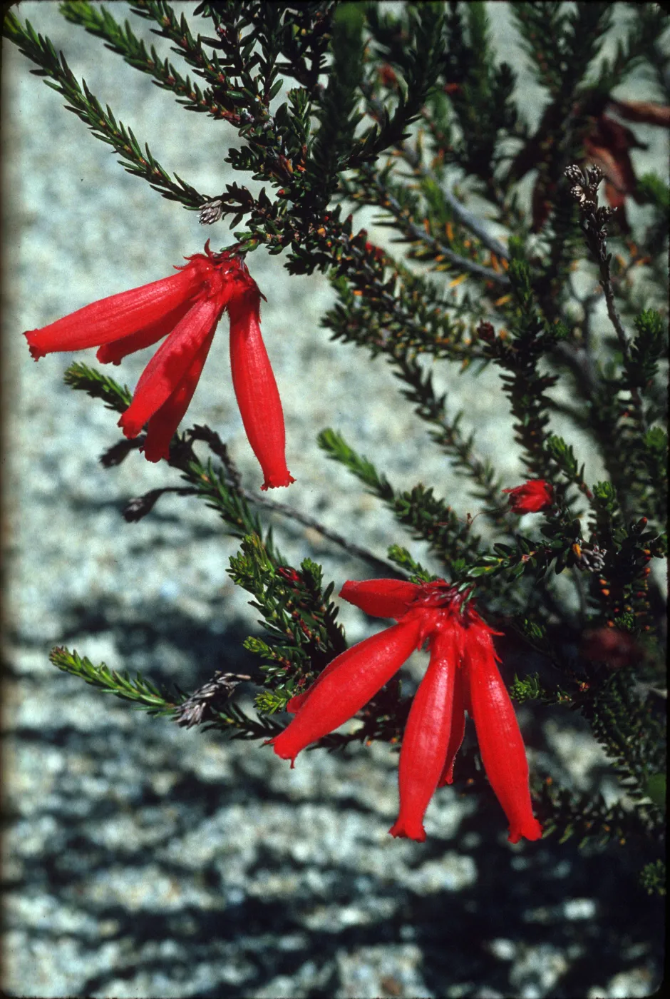 Erica cerinthoides
