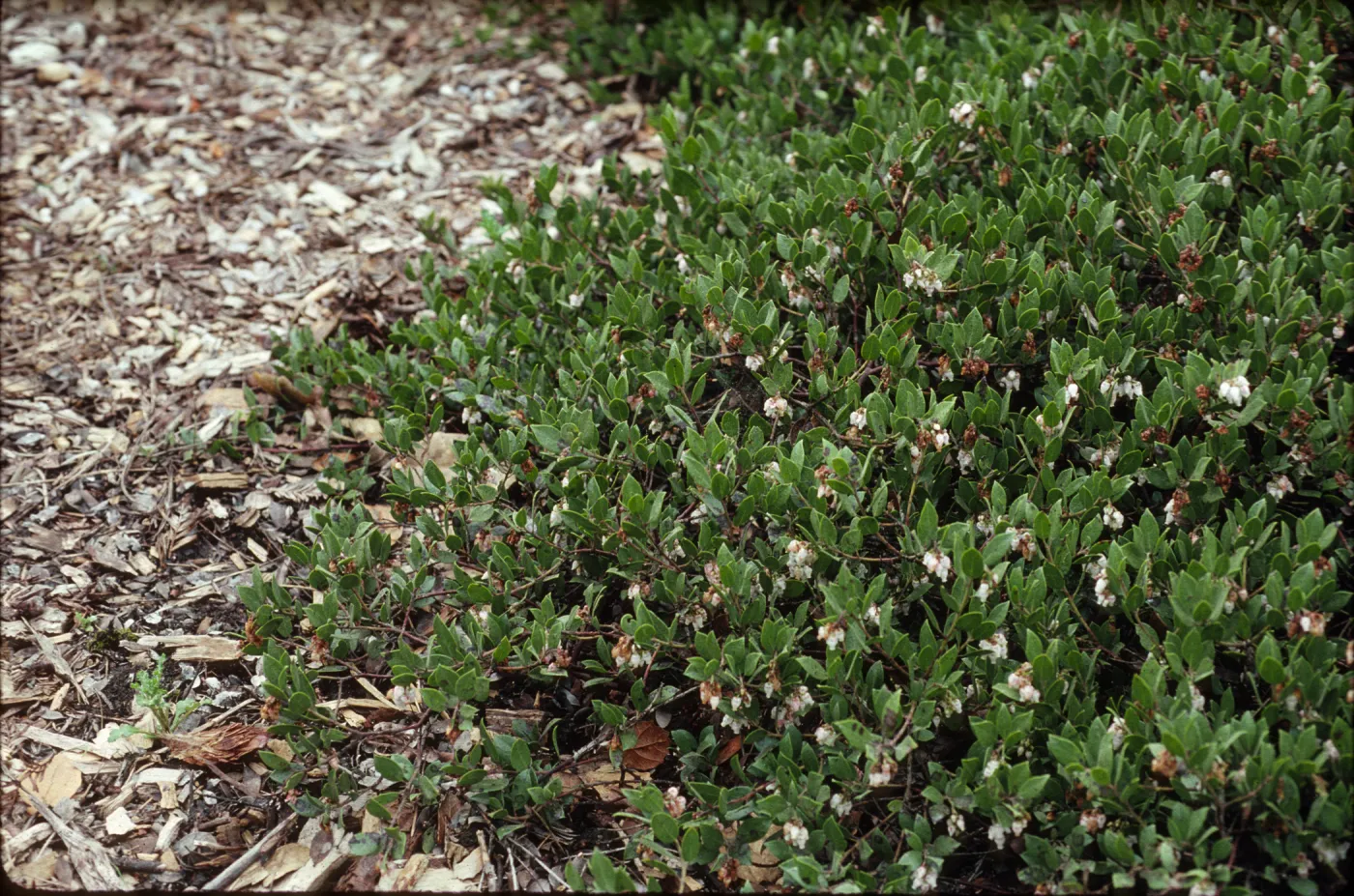 Arctostaphylos hookeri ssp. franciscana