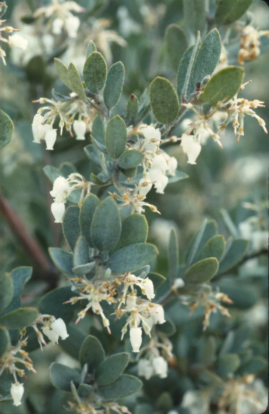 Arctostaphylos silvicola