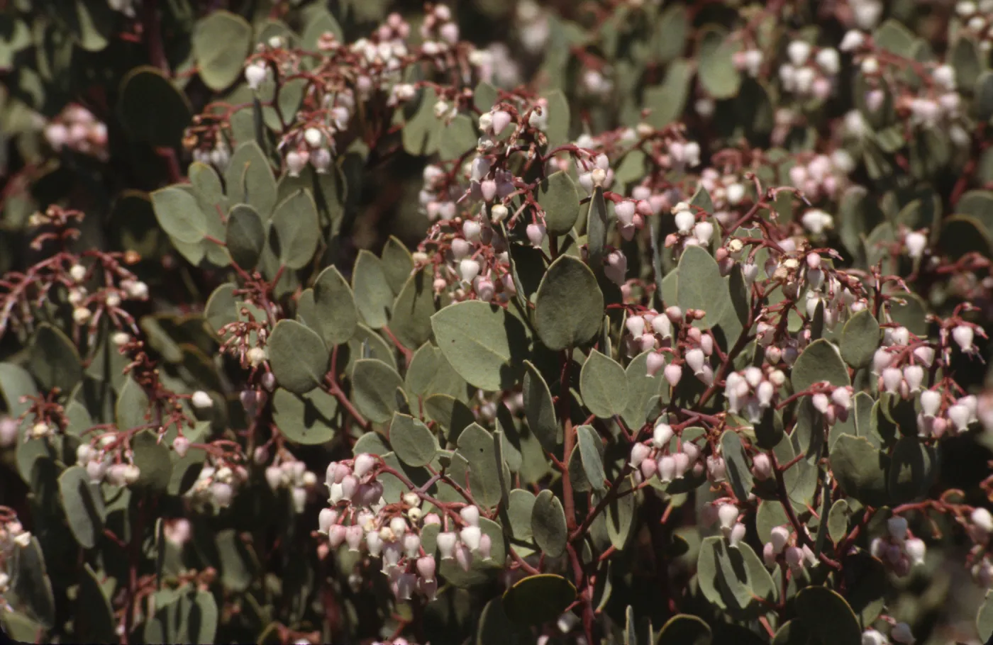 Arctostaphylos viscida