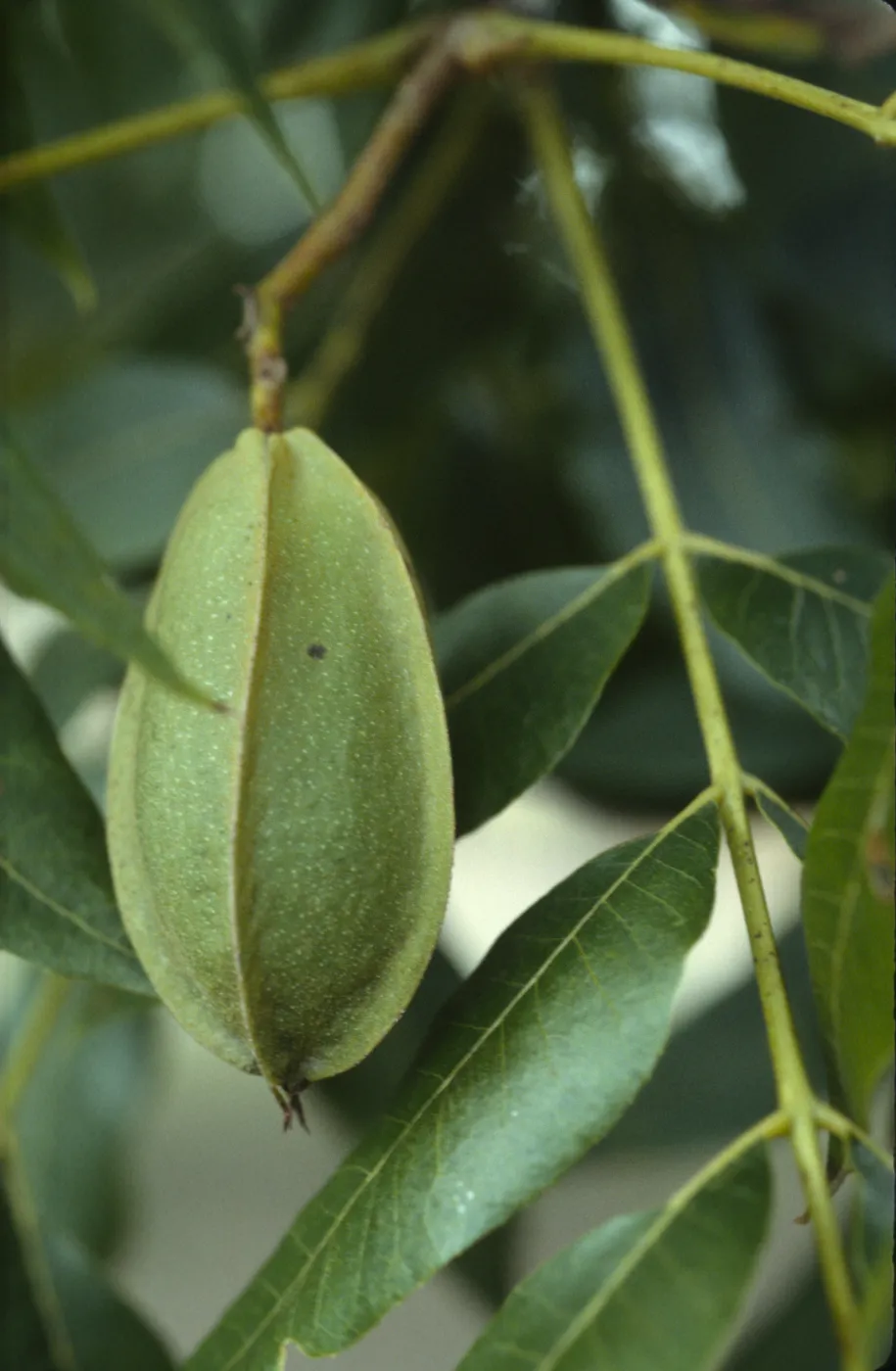 Carya illinoensis