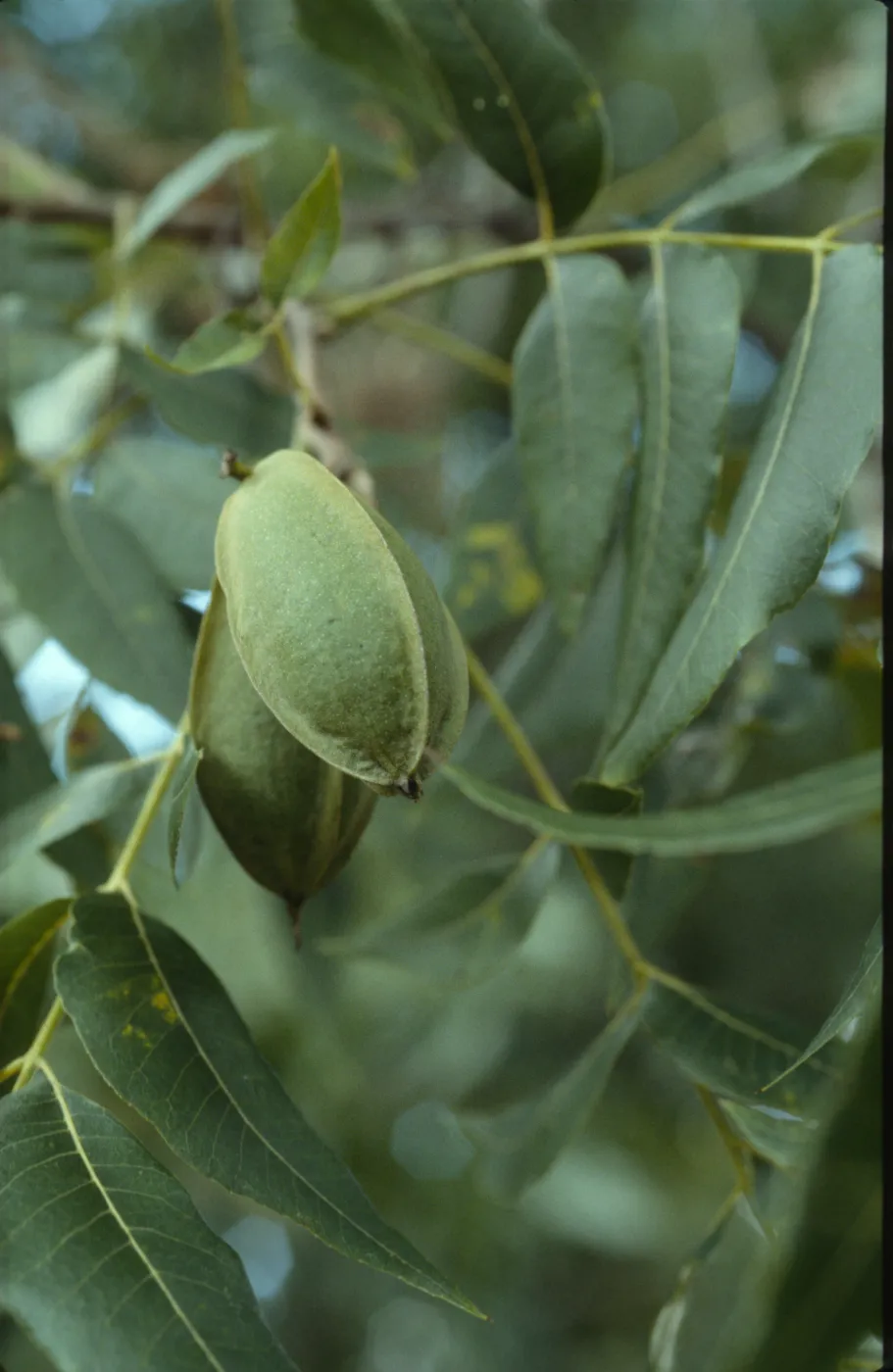 Carya illinoensis