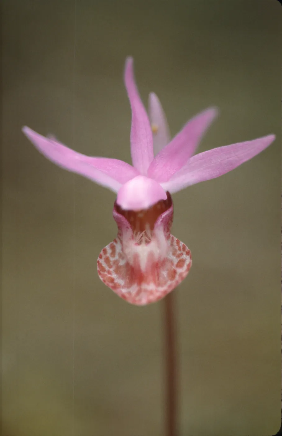 Calypso bulbosa