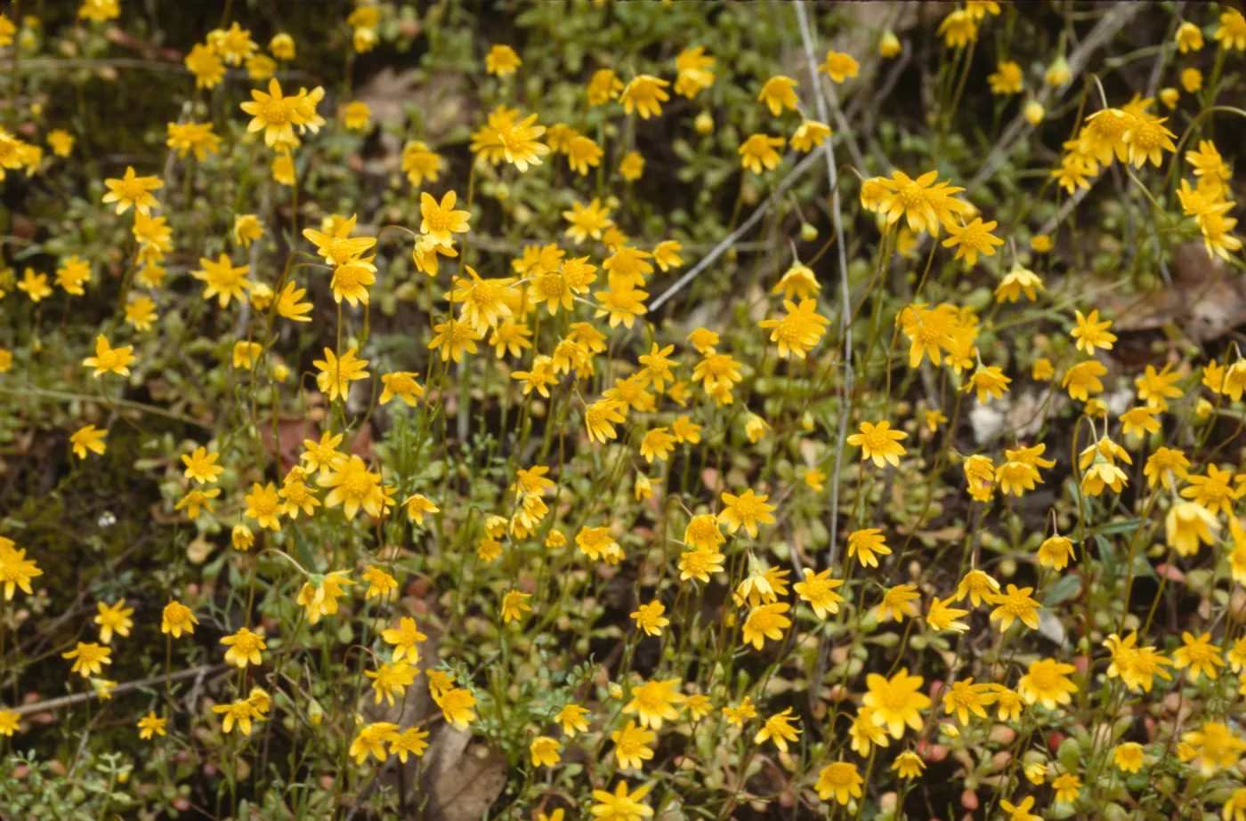 Crocidium multicaule