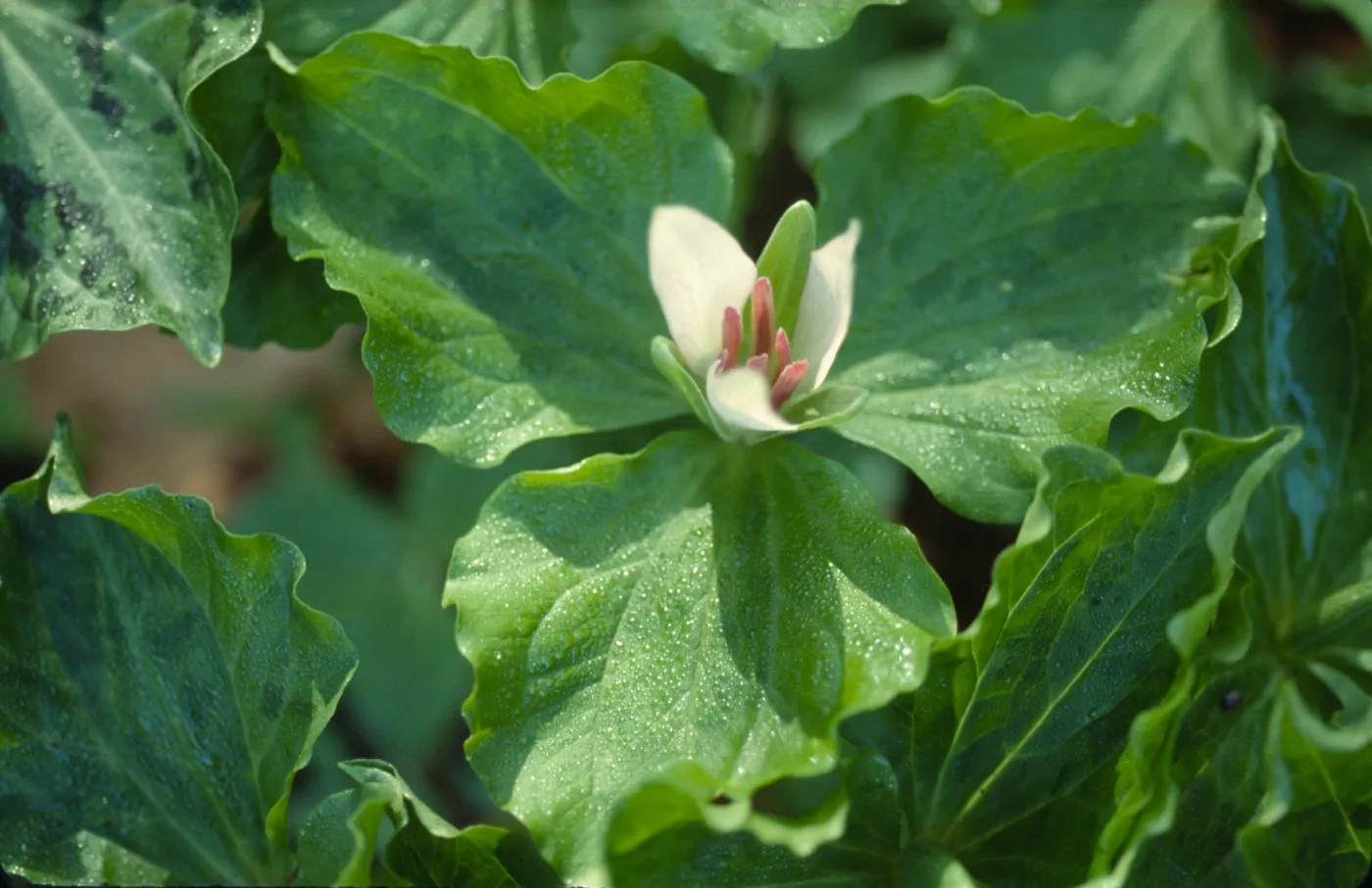 Trillium chloropetalum
