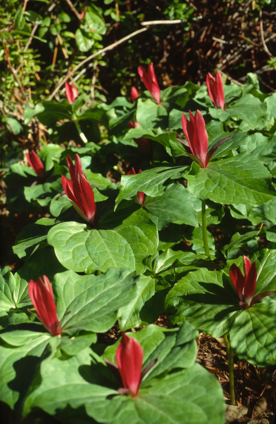 Trillium chloropetalum