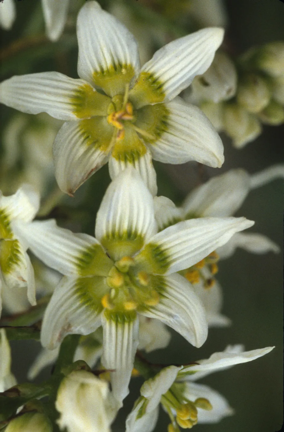 Zigadenus fremontii