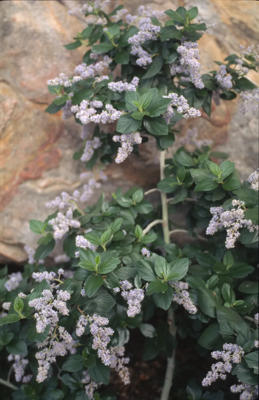 Ceanothus arboreus