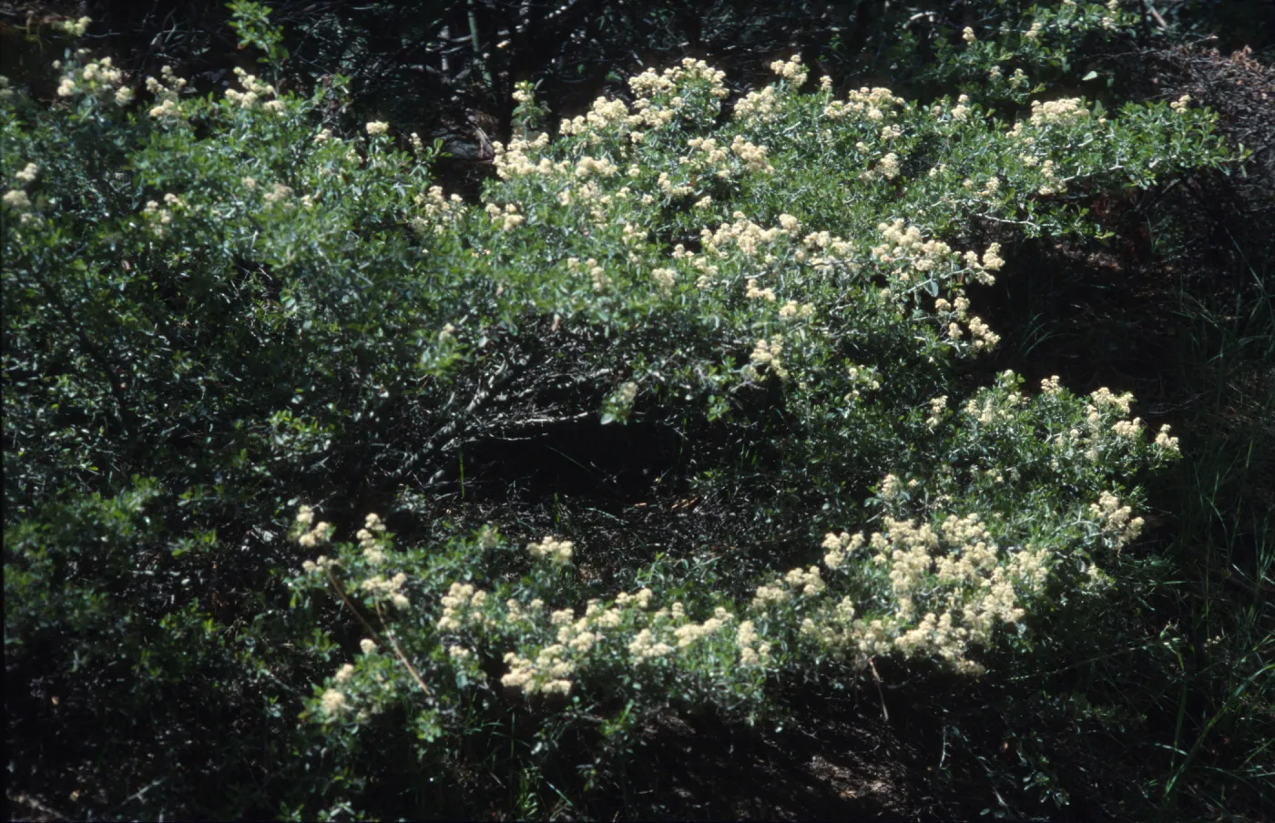 Ceanothus cordulatus