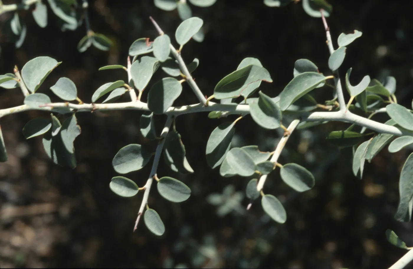 Ceanothus cordulatus