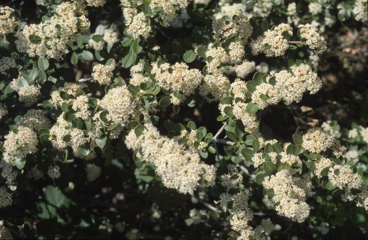 Ceanothus cuneatus var. cuneatus