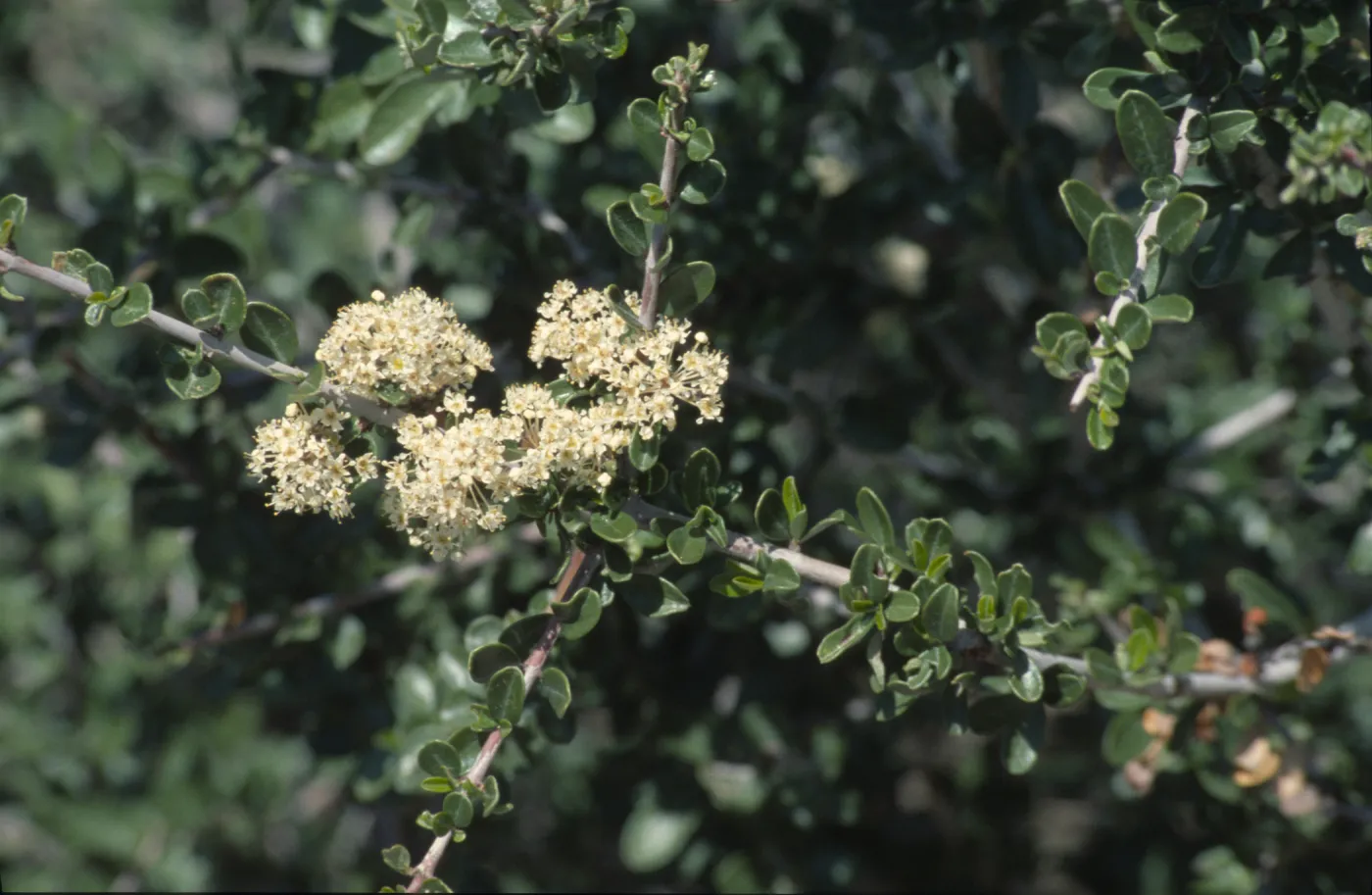 Ceanothus cuneatus var. cuneatus
