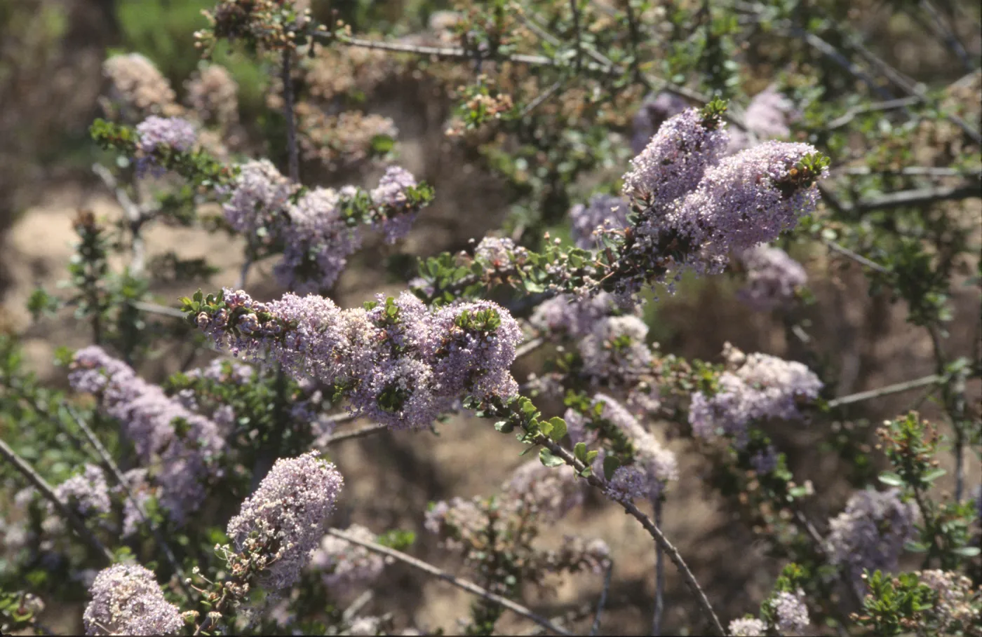 Ceanothus cuneatus var. fascicularis