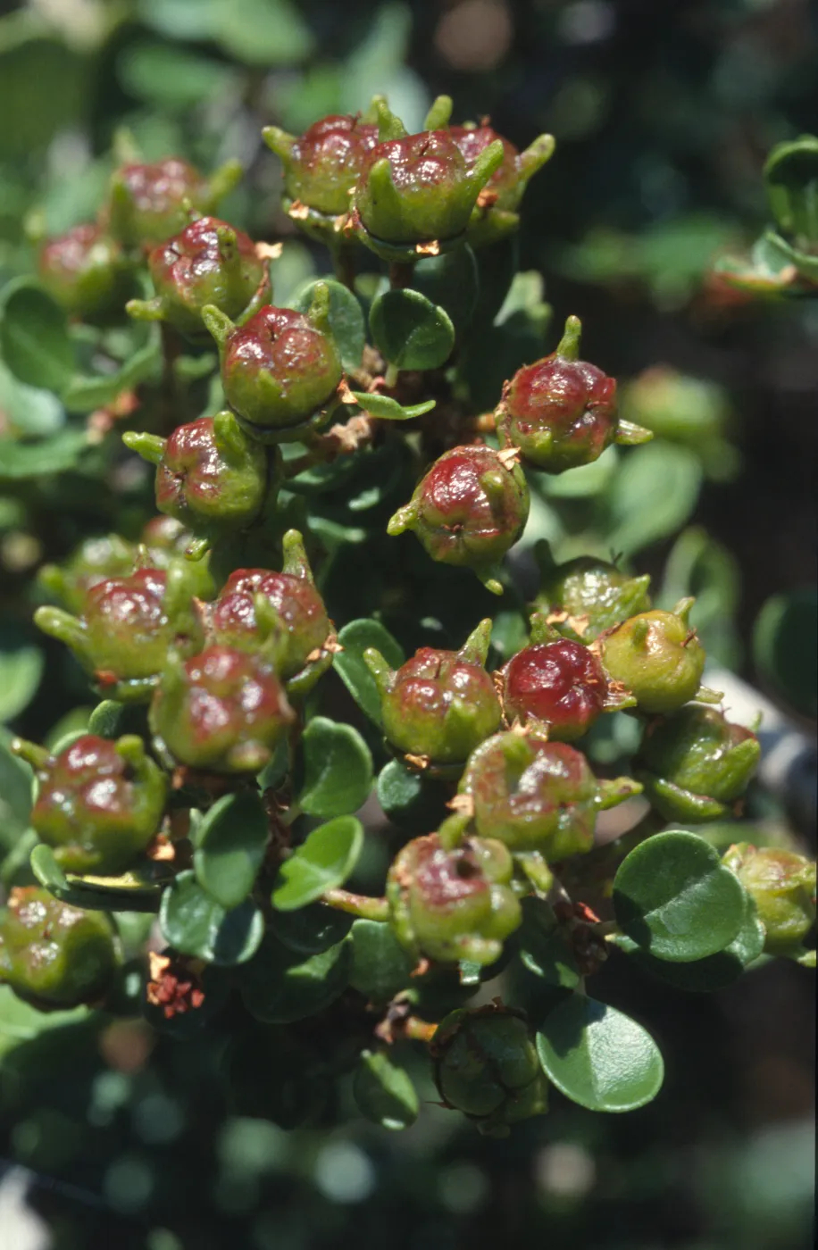Ceanothus cuneatus var. ramulosus