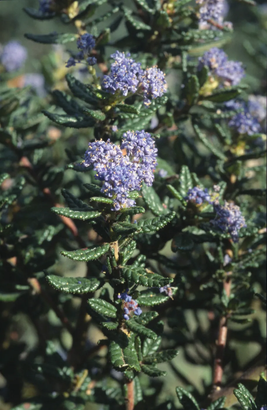 Ceanothus dentatus
