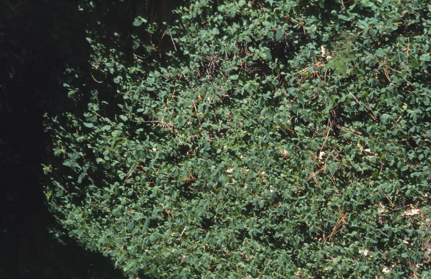 Ceanothus diversifolius