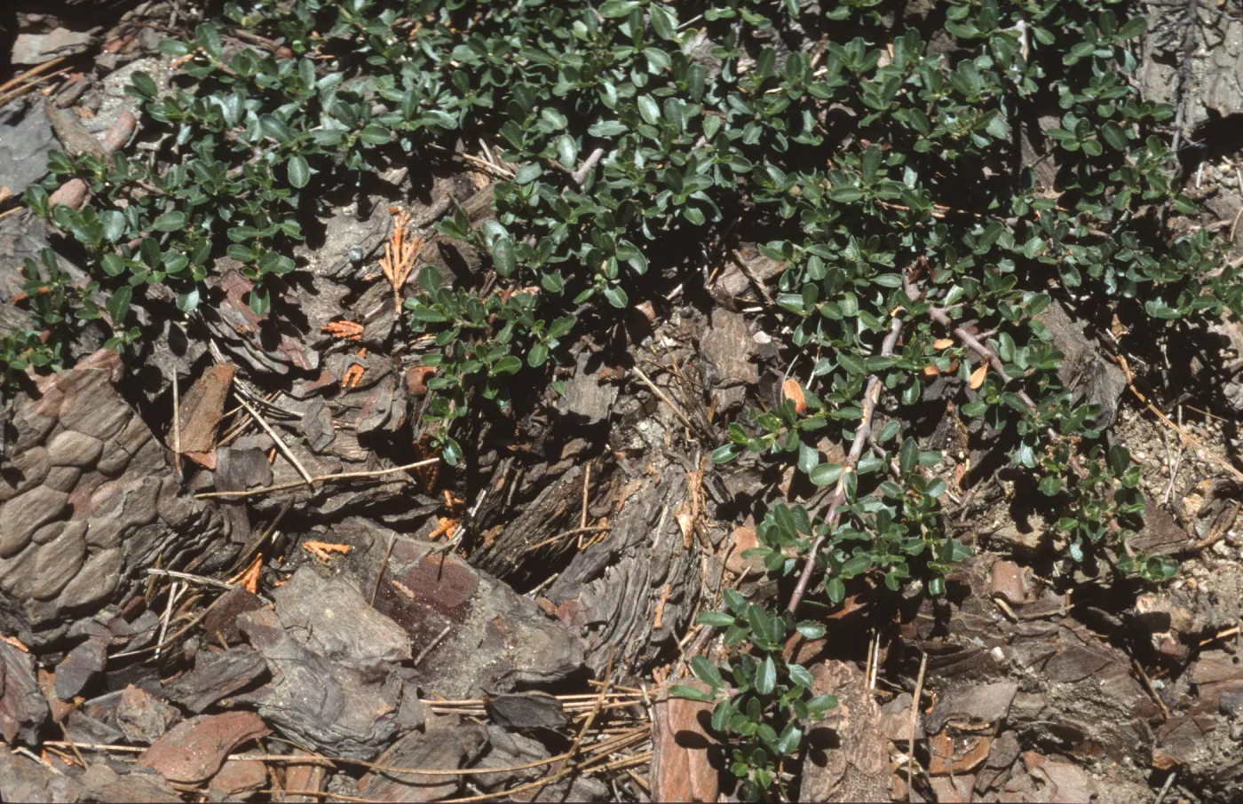 Ceanothus fresnensis