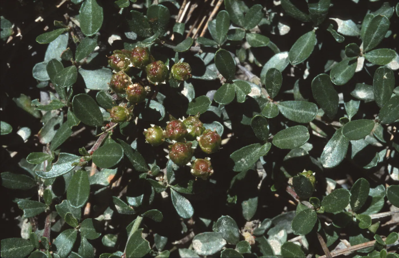 Ceanothus fresnensis