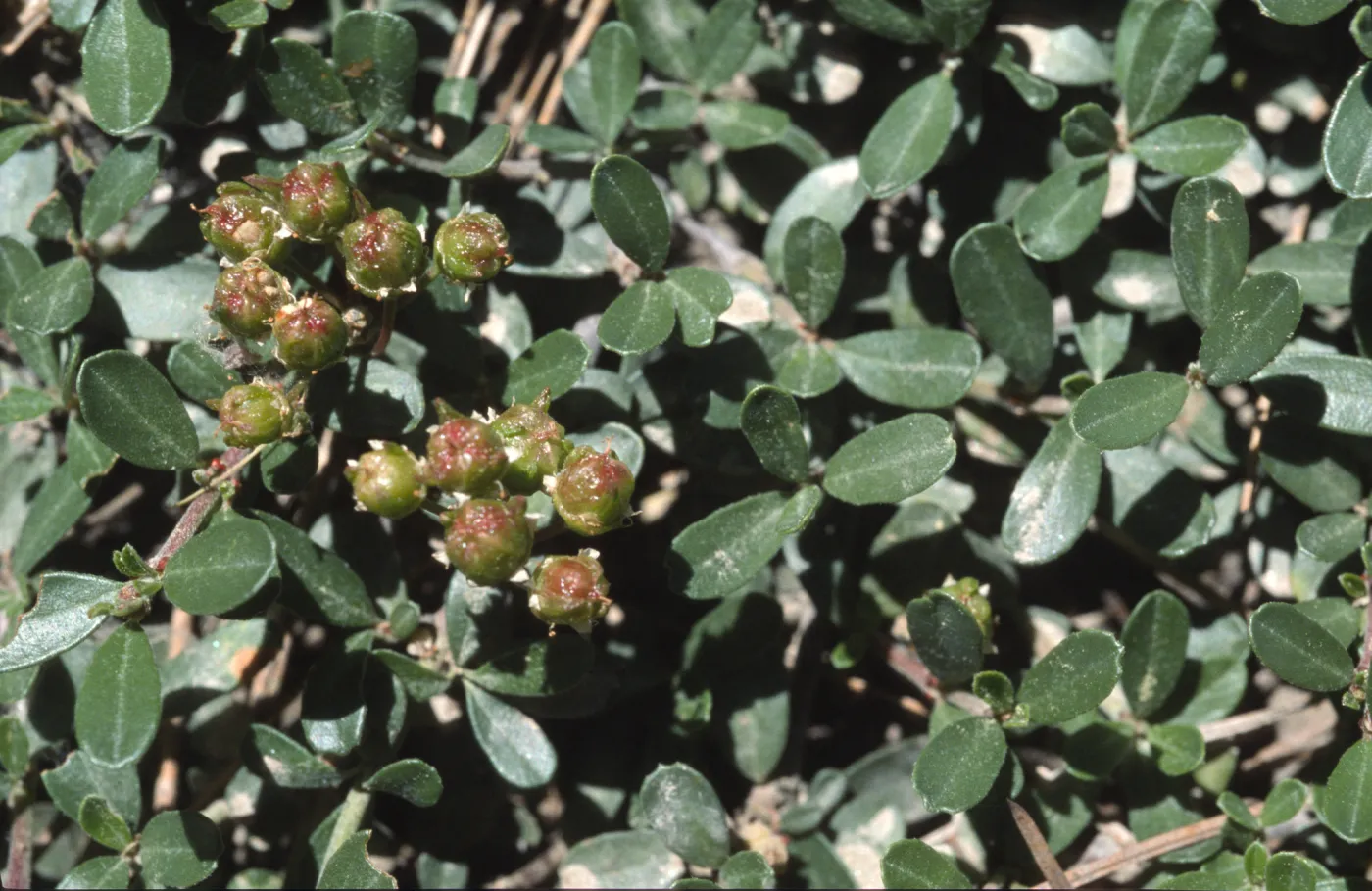 Ceanothus fresnensis