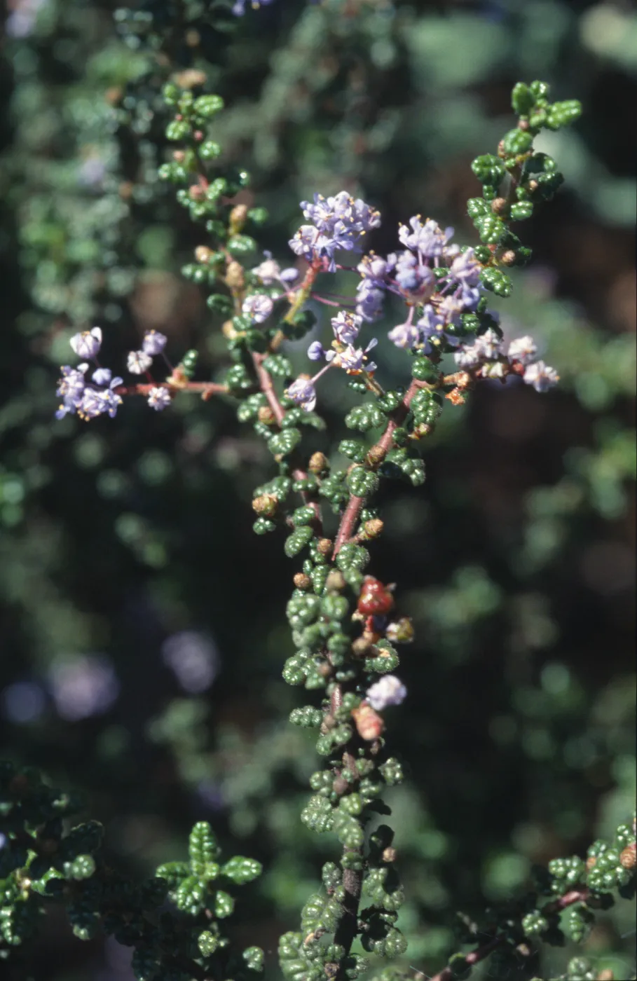 Ceanothus impressus