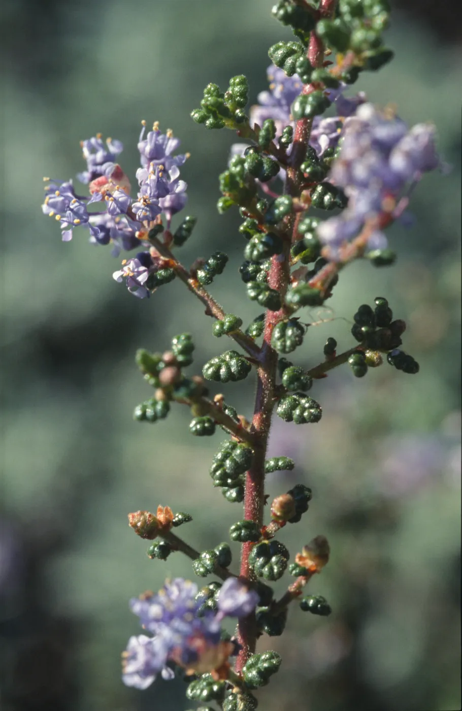 Ceanothus impressus
