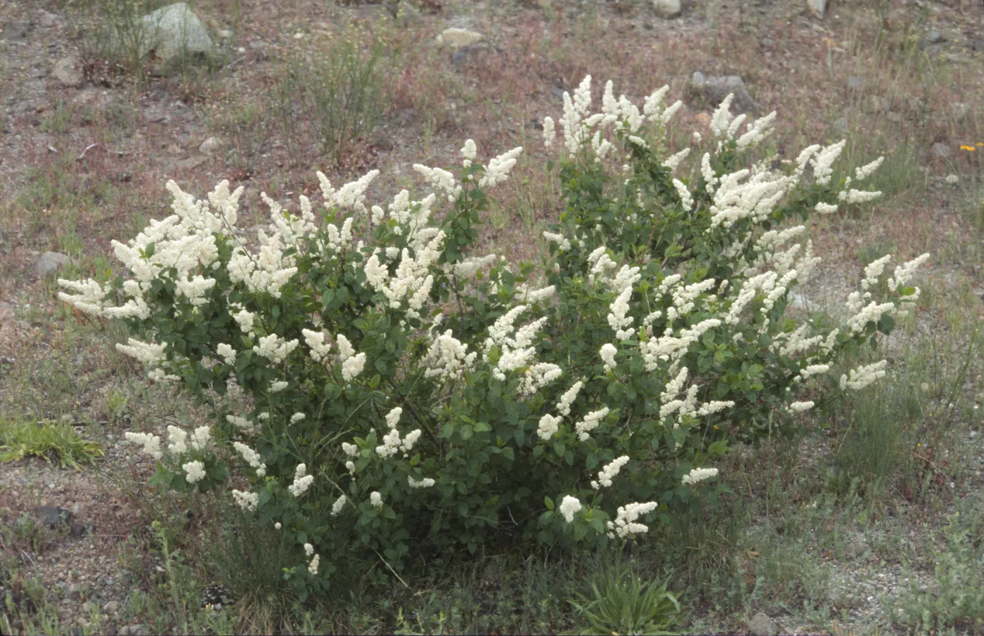 Ceanothus integerrimus