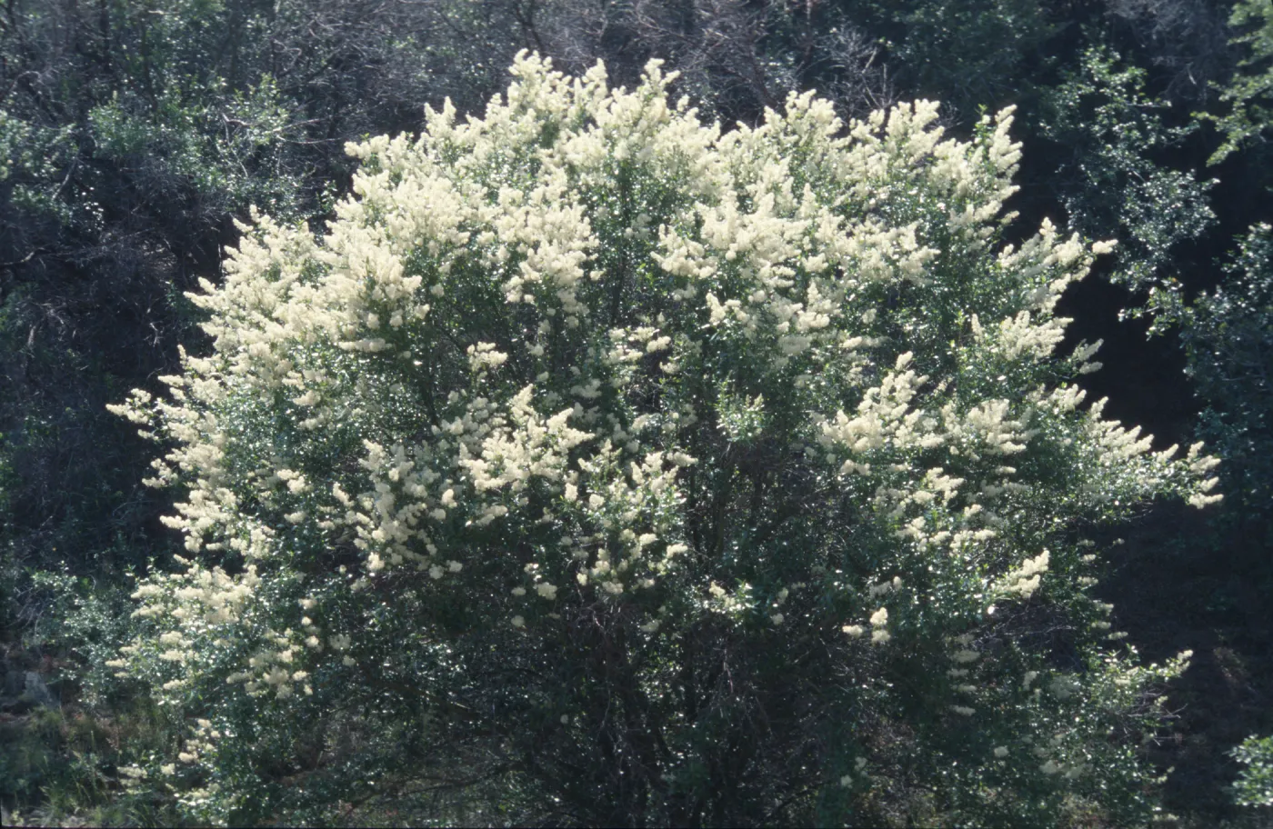 Ceanothus palmeri