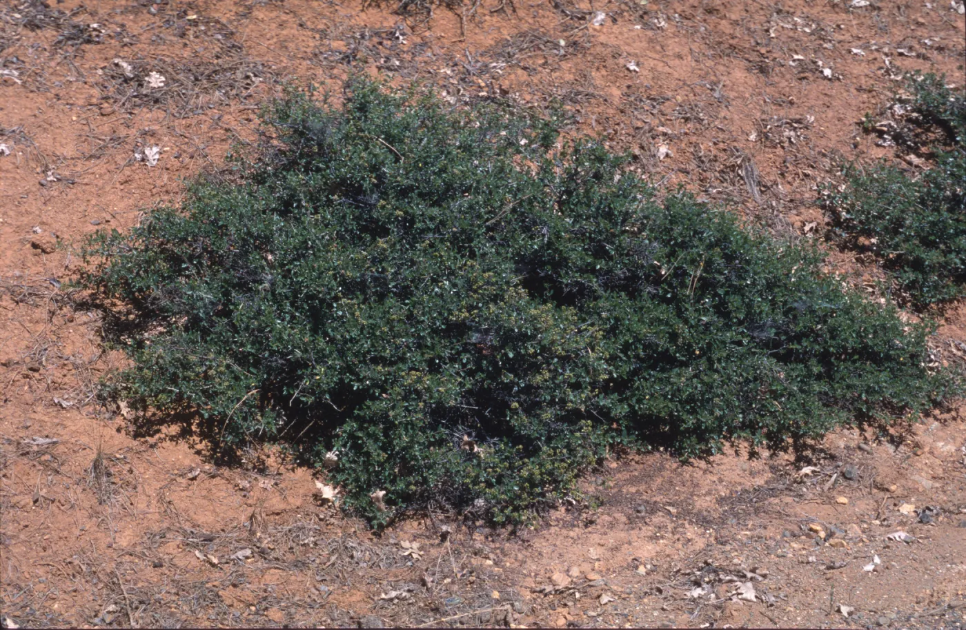 Ceanothus pinetorum
