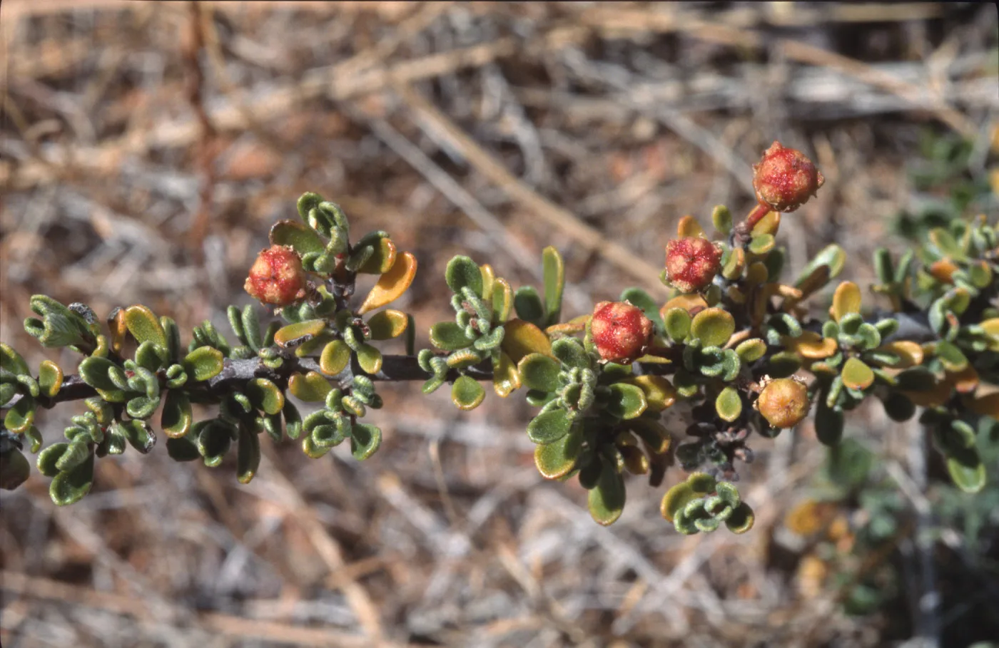 Ceanothus roderickii