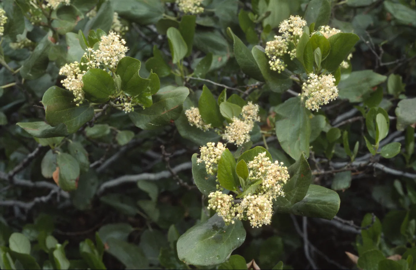 Ceanothus velutinus