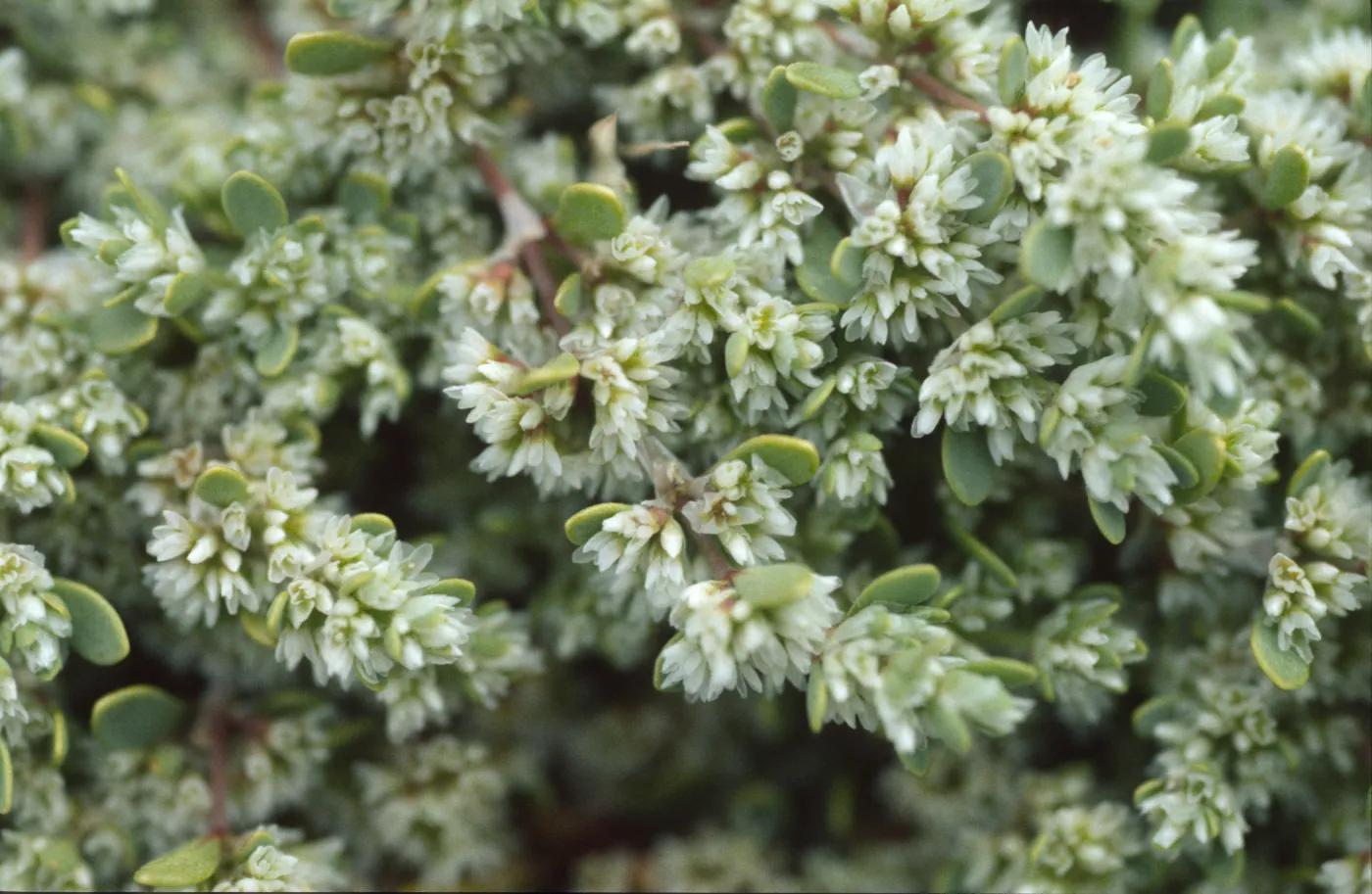 Achyronychia cooperi