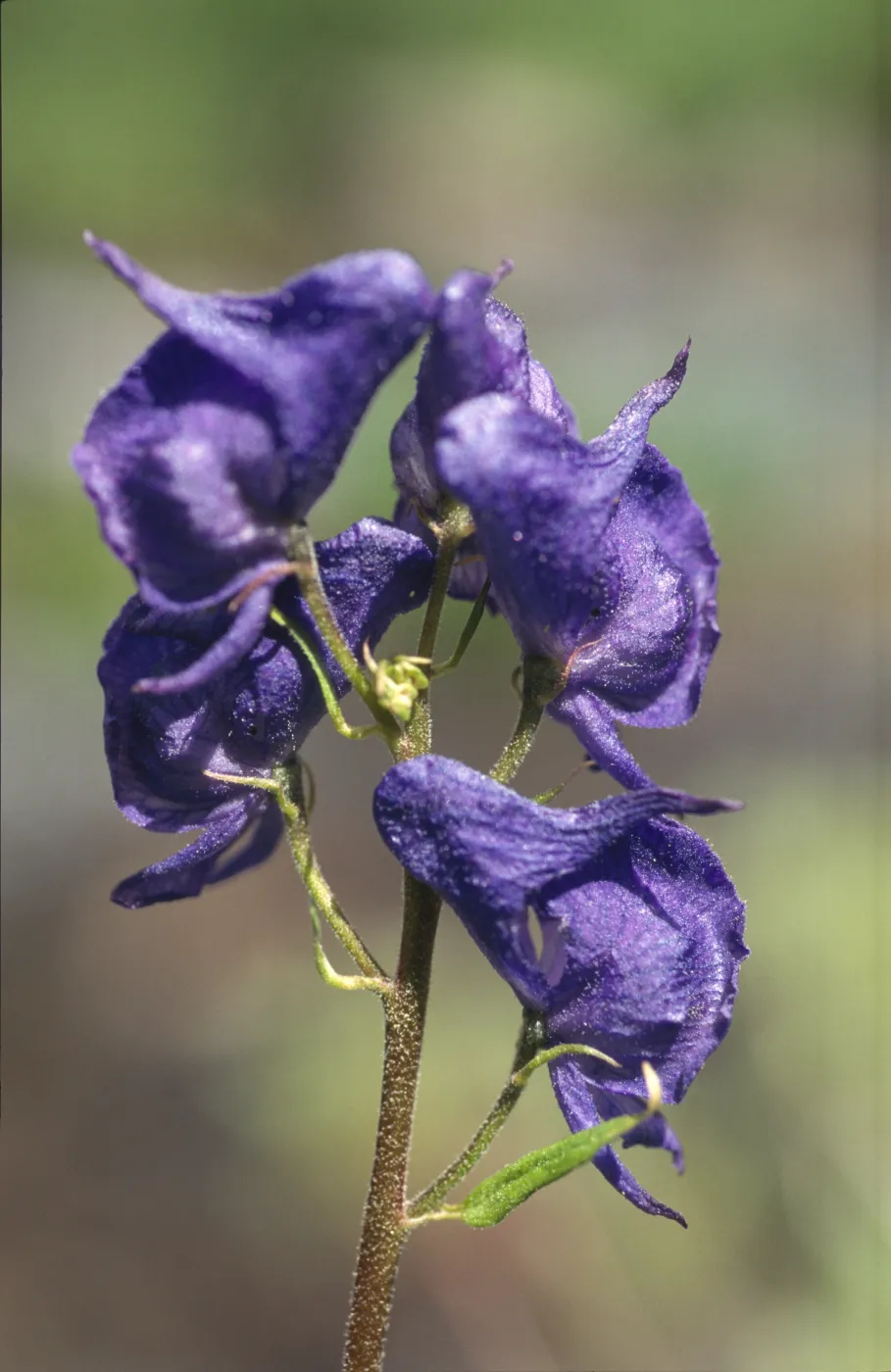 Aconitum columbianum