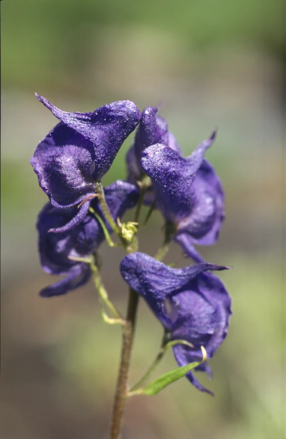 Aconitum columbianum