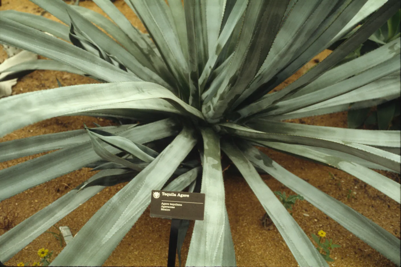 Agave tequillana