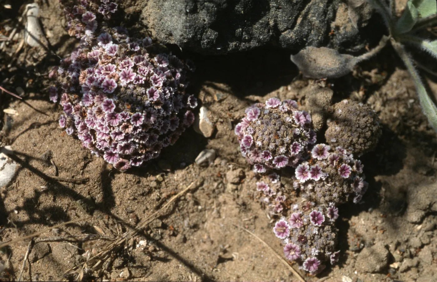 Pholisma arenarium